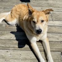 Brandywine Hospital For Pets ico