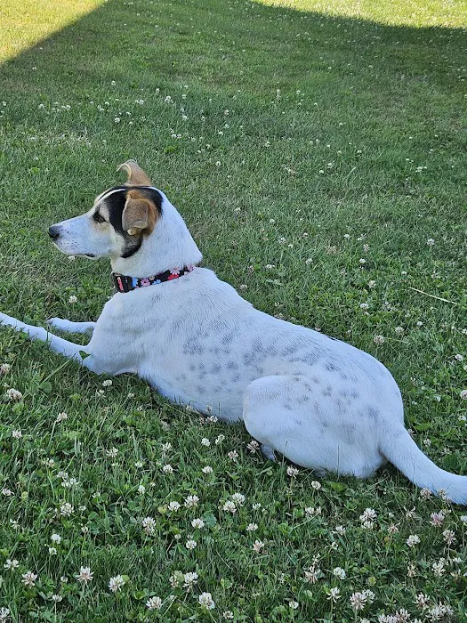 Brandywine Hospital For Pets Picture 6