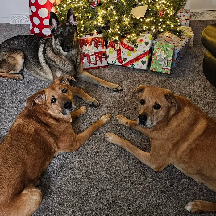 Brandywine Hospital For Pets Picture 2