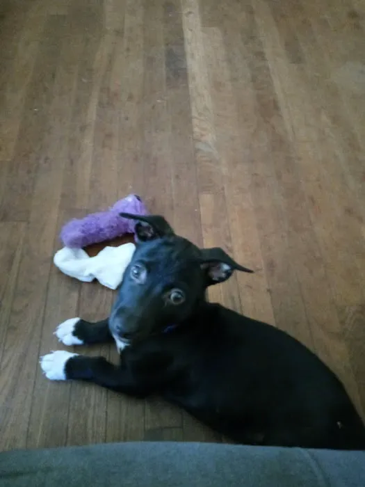 Logan Animal Clinic Picture 1