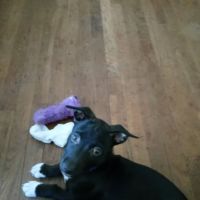 Logan Animal Clinic ico