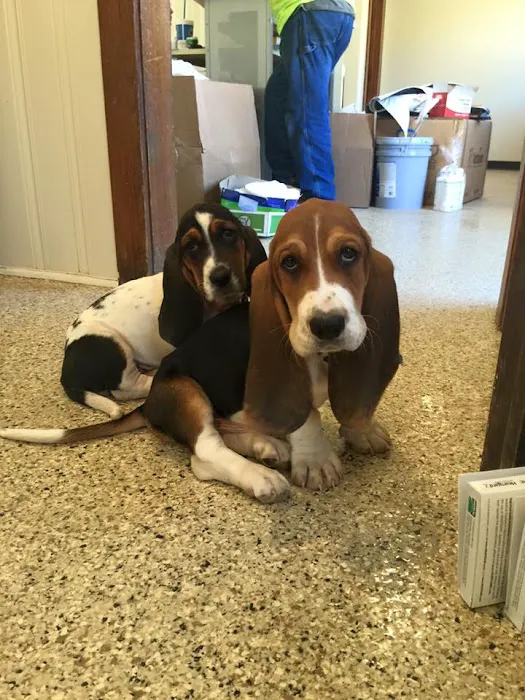 All About the Animals Veterinary Clinic Picture 7