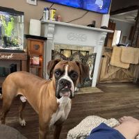 All About the Animals Veterinary Clinic ico