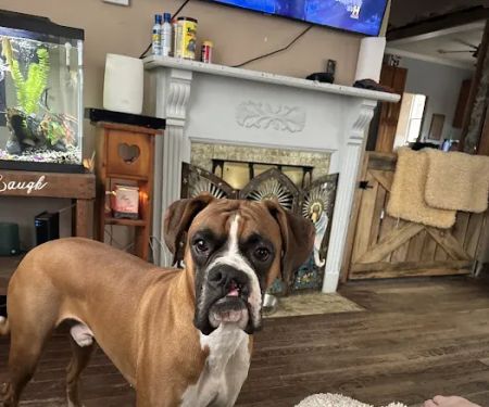 All About the Animals Veterinary Clinic