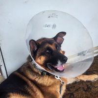 Seville Animal Hospital ico