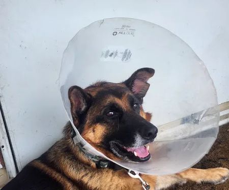 Seville Animal Hospital