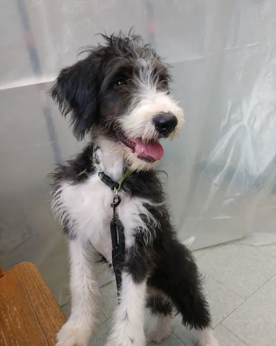 Seville Animal Hospital Picture 2