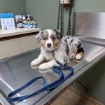 Hunting Ridge Animal Hospital