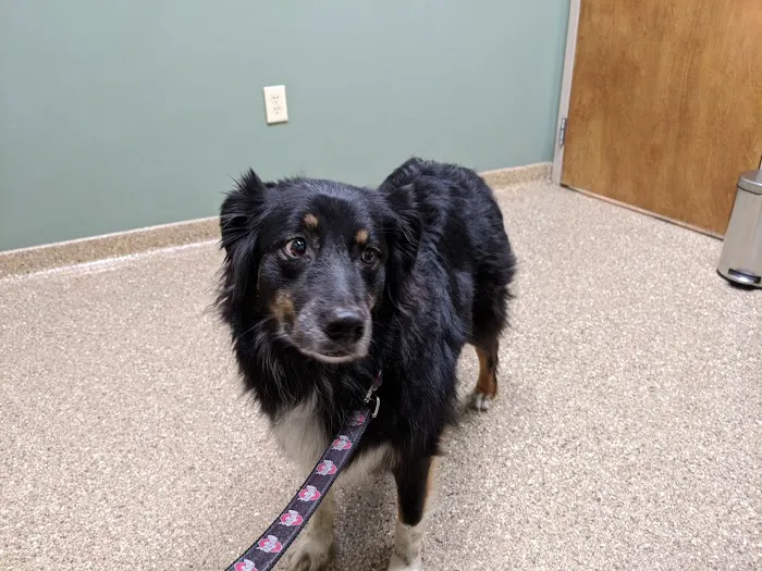 Hunting Ridge Animal Hospital Picture 10