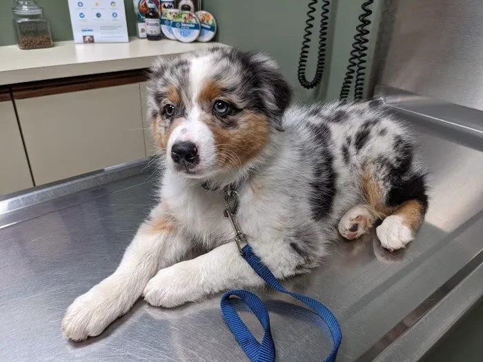 Hunting Ridge Animal Hospital Picture 6
