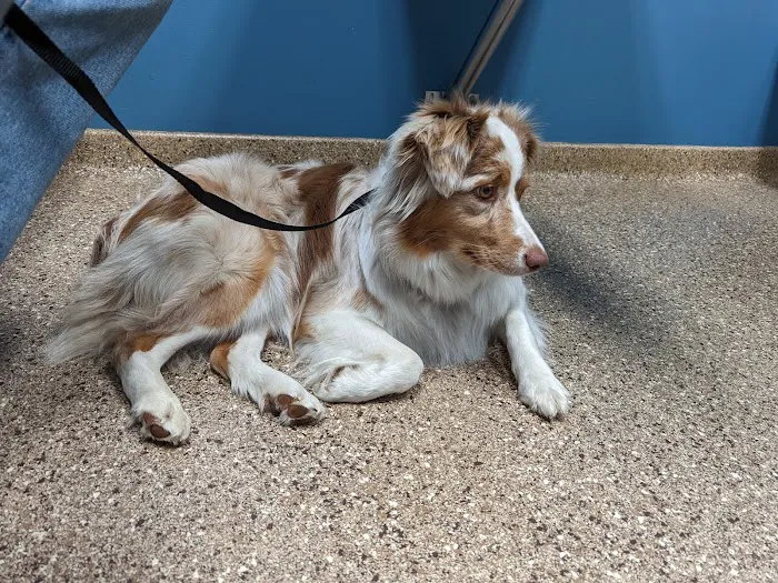 Hunting Ridge Animal Hospital Picture 8