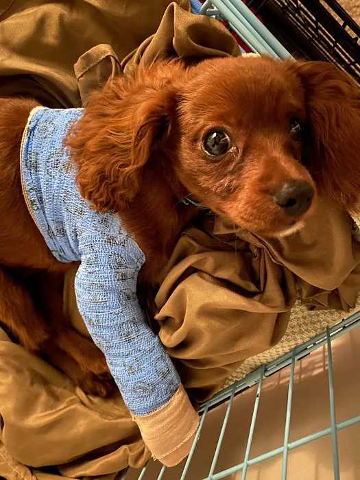 Yellow Creek Veterinary Surgery & Imaging Picture 3