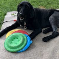 Yellow Creek Veterinary Surgery & Imaging ico