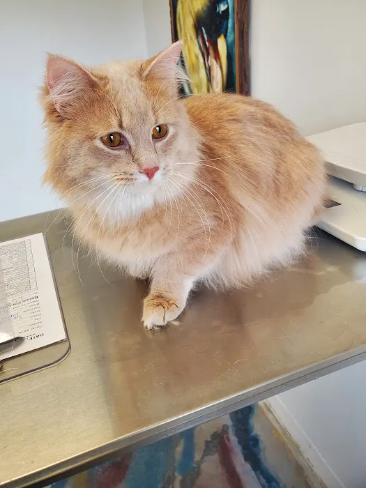 Pet Vet Animal Clinic Picture 2
