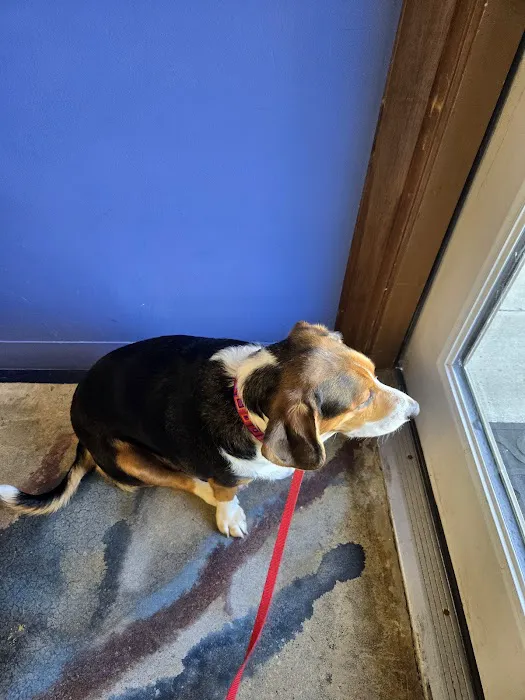 Pet Vet Animal Clinic Picture 1