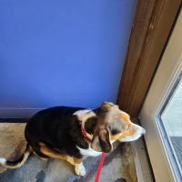 Pet Vet Animal Clinic ico