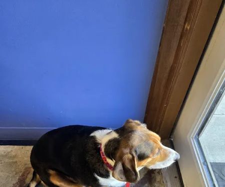 Pet Vet Animal Clinic