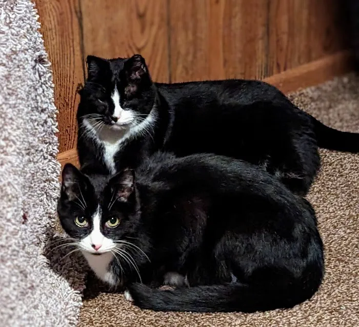 The Cat Company, Inc. Picture 3