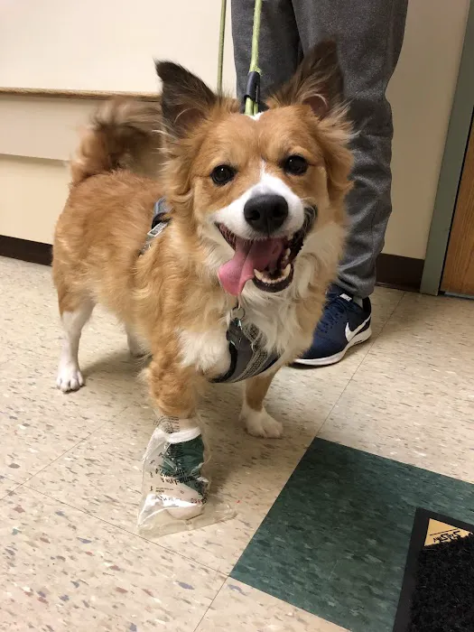Metropolitan Veterinary Hospital Akron Picture 8