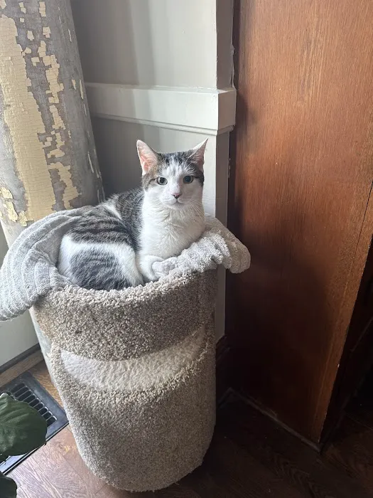 Metropolitan Veterinary Hospital Akron Picture 5