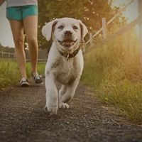 Metropolitan Veterinary Hospital Akron ico