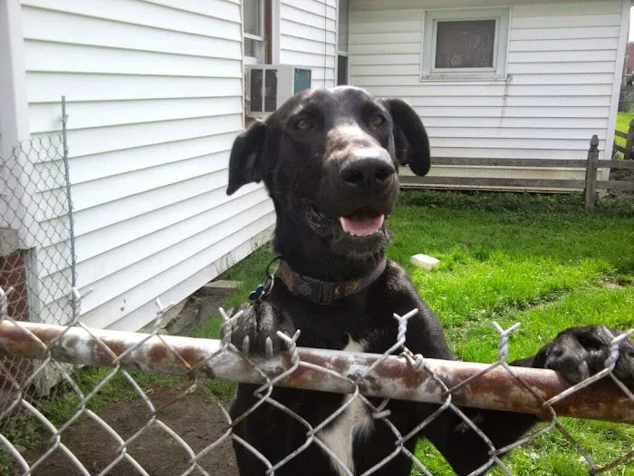MedVet Akron Picture 4