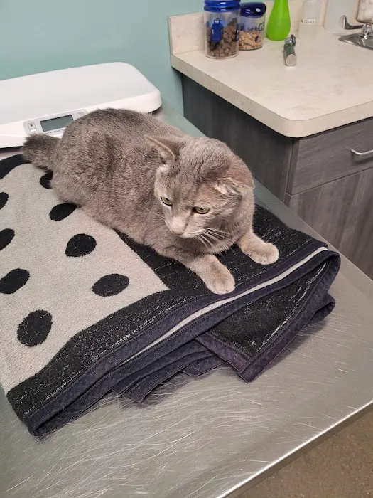 Tremont Animal Clinic Picture 6