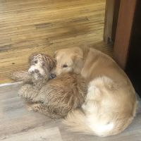 The Animal Doctor ico