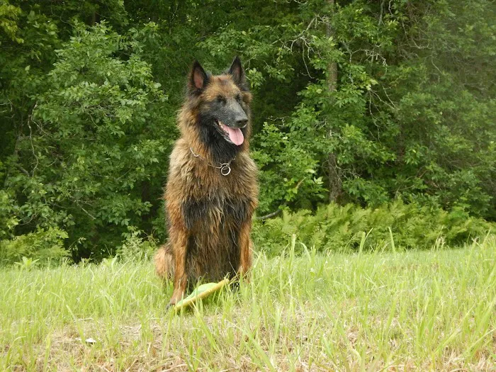 The Animal Doctor Picture 9
