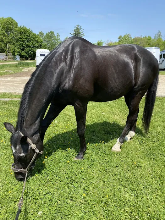 Parrott Equine Associates Picture 2