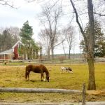 Parrott Equine Associates