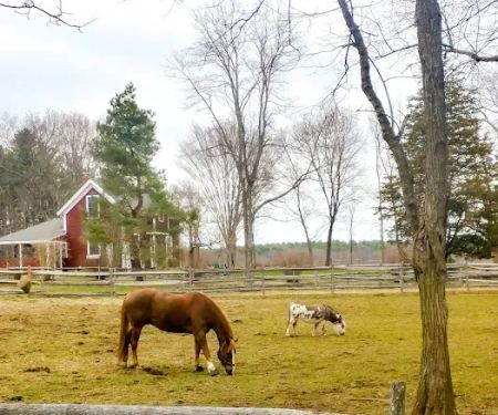 Parrott Equine Associates