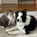 Hamilton Wenham Veterinary Hospital