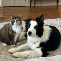 Hamilton Wenham Veterinary Hospital ico