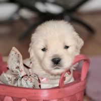 Giving Tree Veterinary Service ico