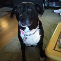 Woodbrook Animal Clinic ico