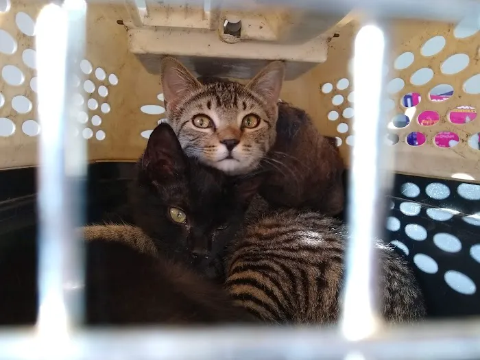 Woodbrook Animal Clinic Picture 4
