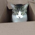 Atlantic Veterinary Care