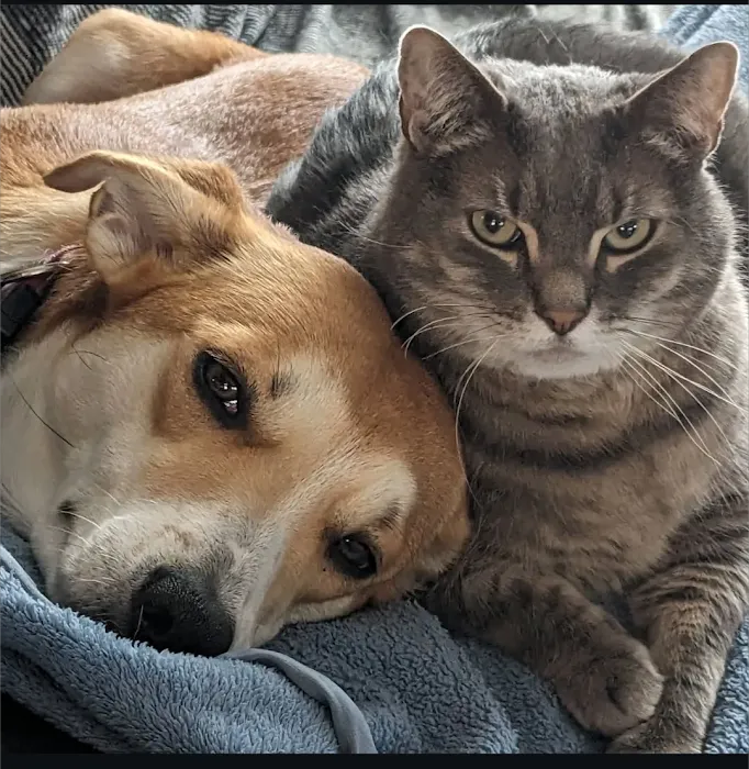 Atlantic Veterinary Care Picture 3