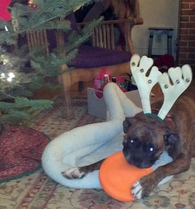 Damariscotta Veterinary Clinic Picture 3
