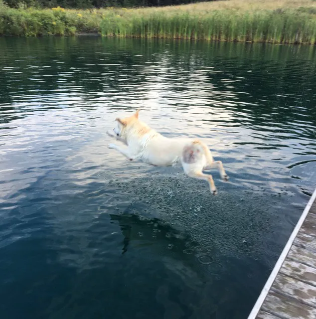 Boothbay Animal Hospital Picture 1
