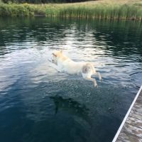 Boothbay Animal Hospital ico