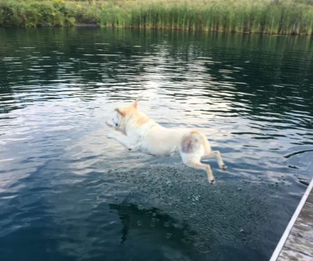 Boothbay Animal Hospital