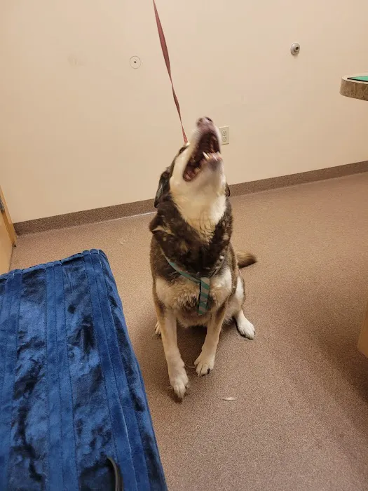 Boothbay Animal Hospital Picture 4