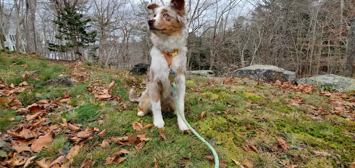 Boothbay Animal Hospital Picture 9