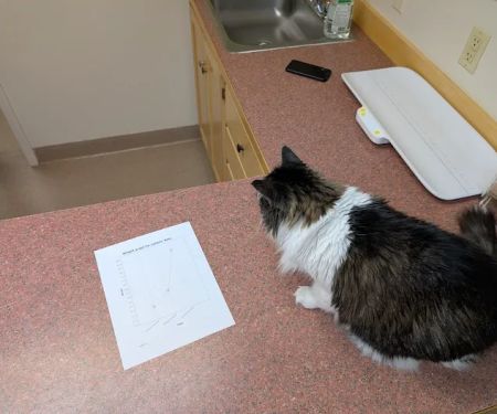 Medomak Veterinary Services