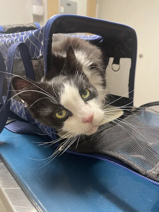 Beverly Animal Hospital Picture 5