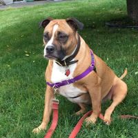 Beverly Animal Hospital ico