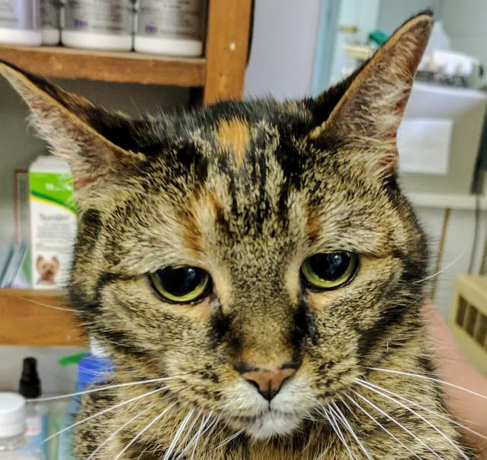 Farms Veterinary Clinic Picture 8