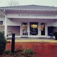 Atlantic Veterinary Hospital ico